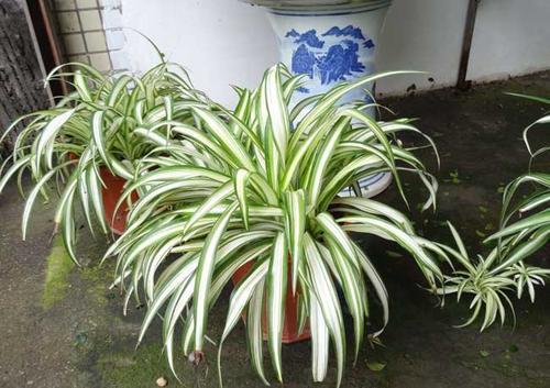 吊兰好养几乎家家有,众多分你见过几种,多养几盆错不了