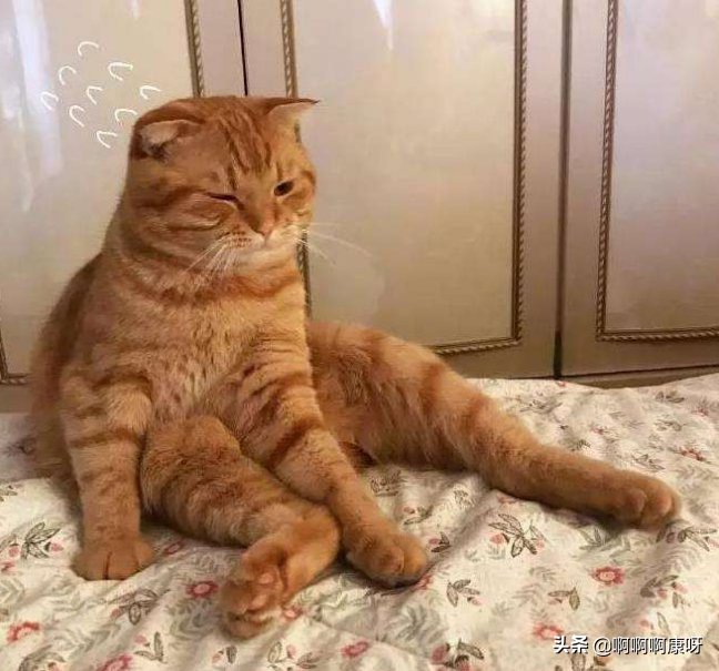 怎么判断感染猫藓，猫藓又是什么，猫藓患者教你预防治疗的好办法