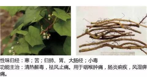 300个中草药图谱（附主治功效），知道一半就太牛了（上）