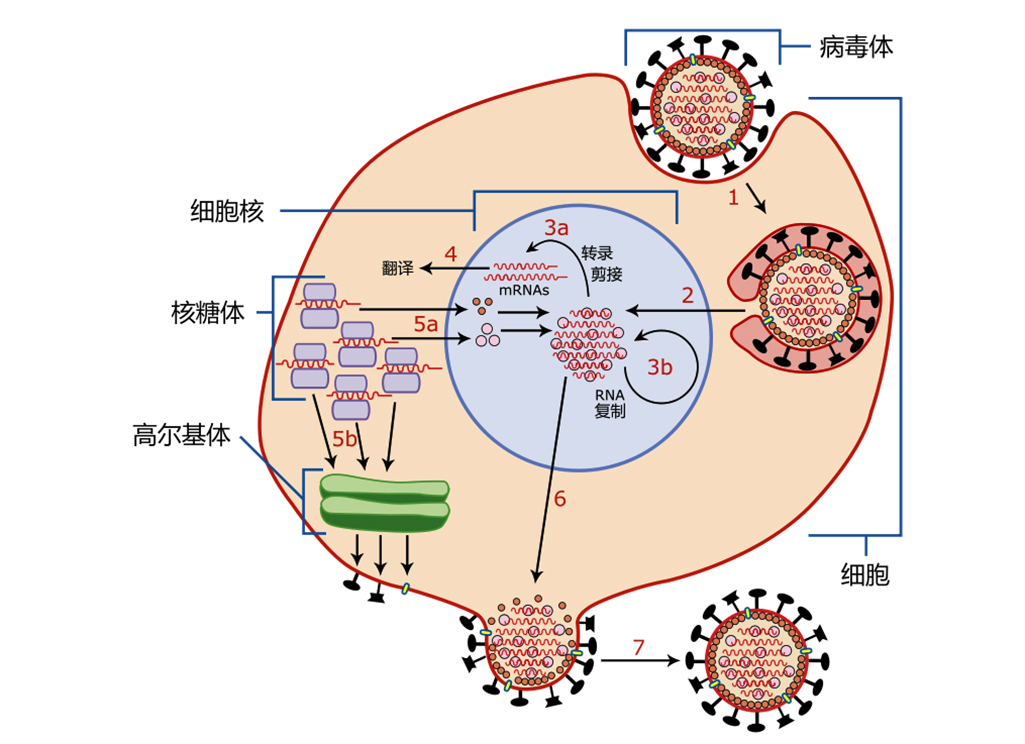 新冠病毒结构简图图片