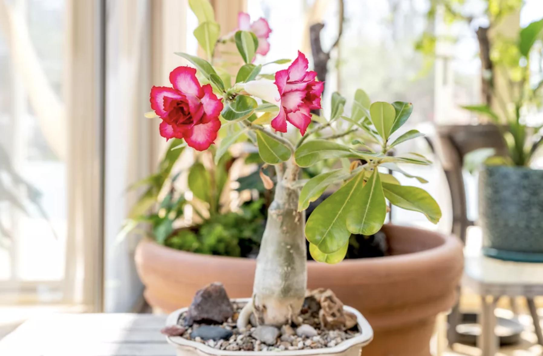100种适合室内种植的花卉植物,颜值高、易打理,慢慢观赏慢慢看