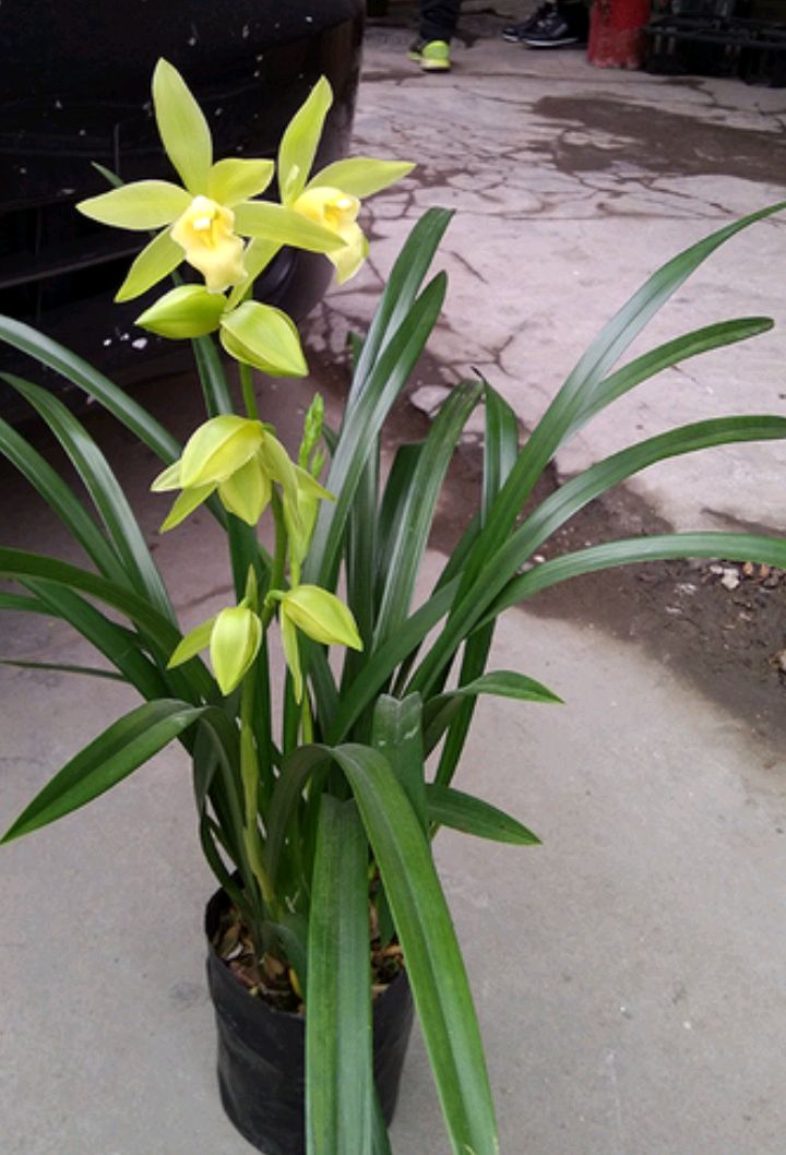 最名贵的兰花是什么品种(最名贵的兰花是什么品种图片)