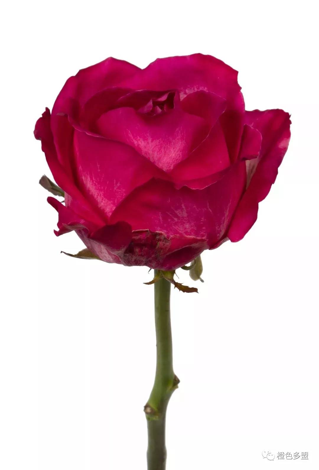 弗洛伊德玫瑰图片（详解鲜切花玫瑰各类品种）