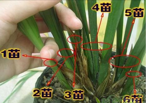 大花苞兰花怎么养长得好图文