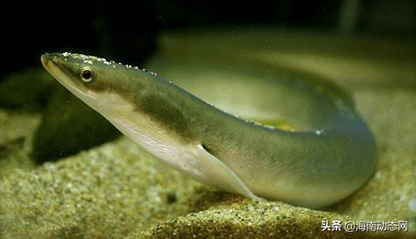 海魚圖片大全,海魚圖片大全及名稱