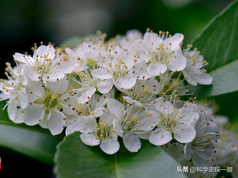 石楠树花散发类似于男性精液的气味，为何还要在校园内广泛栽植？