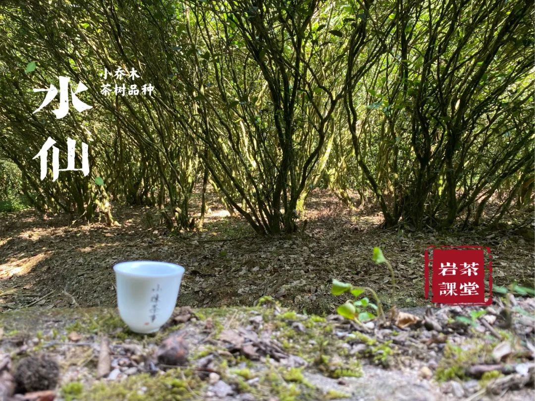 都是乌龙茶，老丛水仙与凤凰单丛有什么区别，你能说中几个？