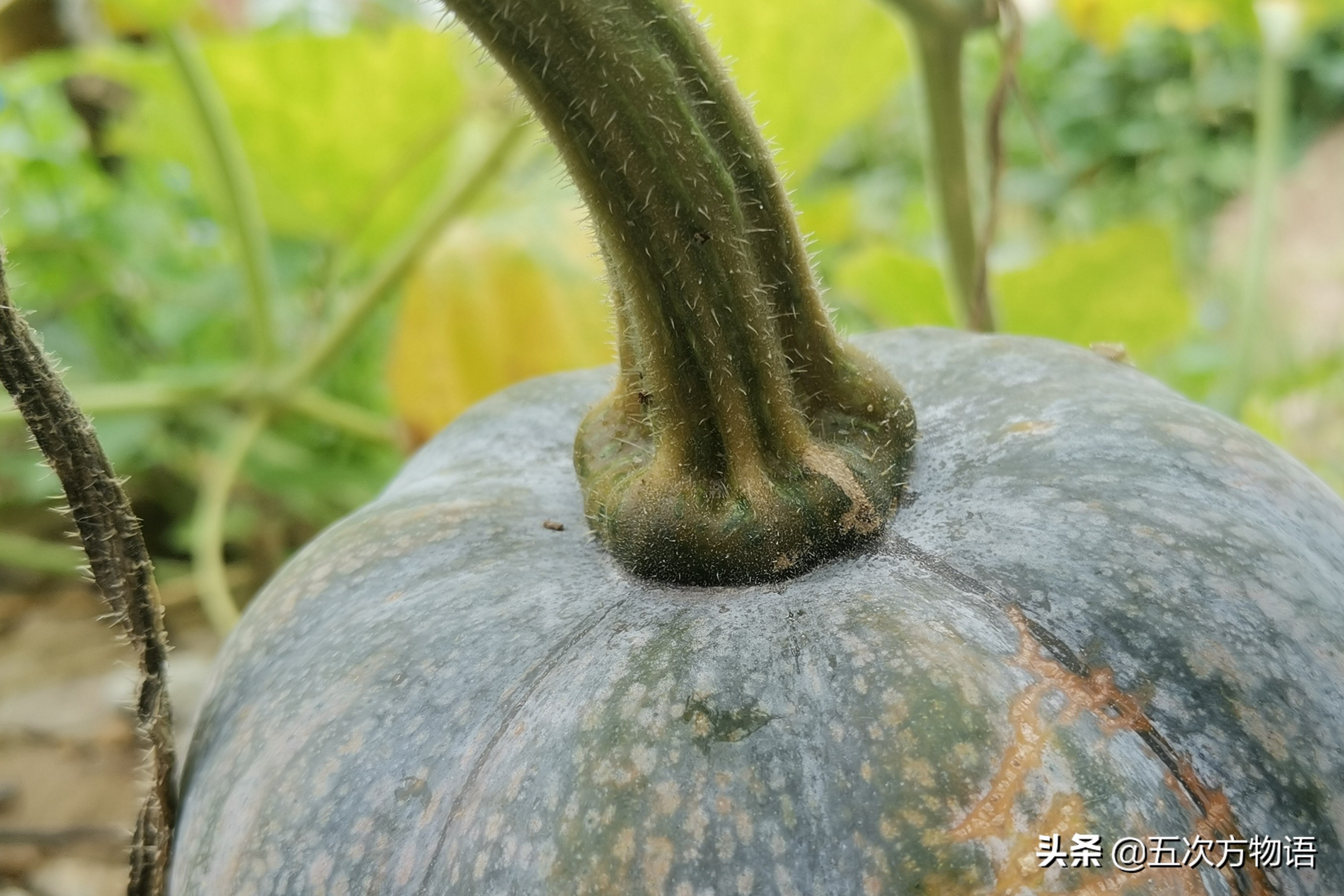 国内葫芦科蔬果全介绍
