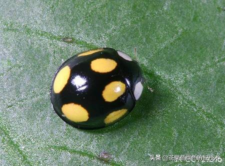 看清楚了吗？你见过它们吗？哪些瓢虫是益虫？哪些瓢虫是害虫？