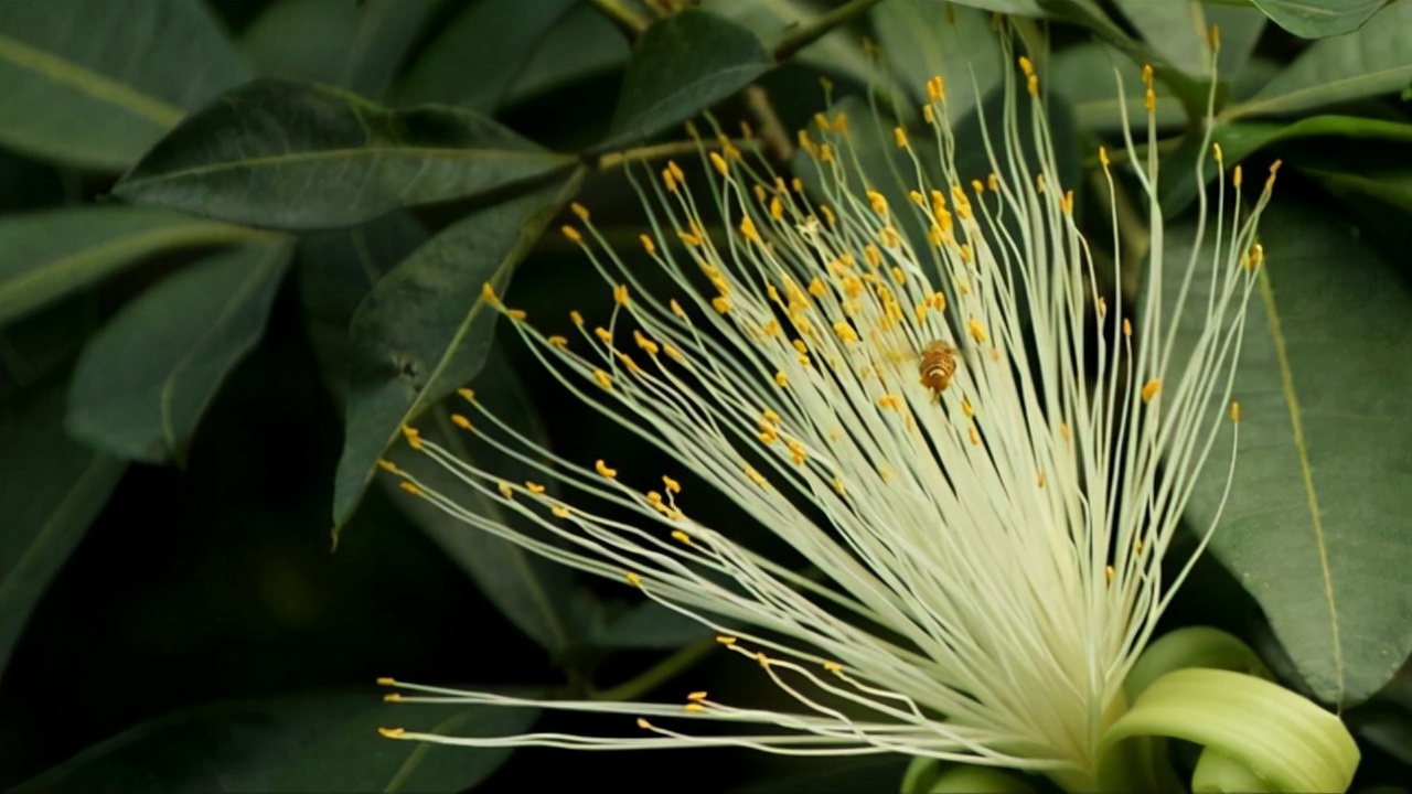 金钱树开花图片(家中养了多年的绿植竟然开花了) - 赤虎壹号