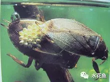 水花(鱼苗)育苗池塘中常见的十二类敌害虫类和有害生物的防治