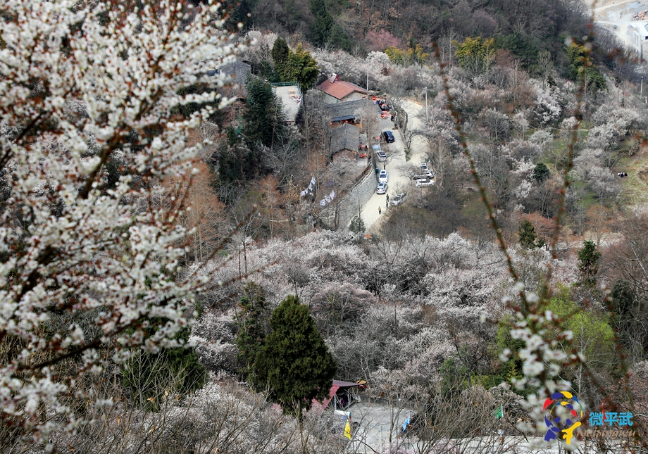 万亩古梅林开满山，不收门票，成都2天来回