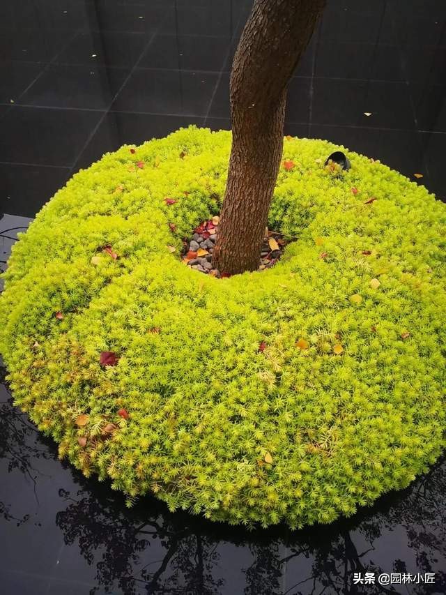 金叶佛甲草的介绍(金叶佛甲草在园林景观中的应用)