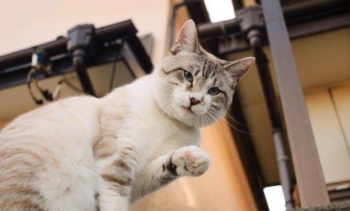 真的会有不会踩奶的猫吗？小猫咪踩奶的7种情况，主人快来了解