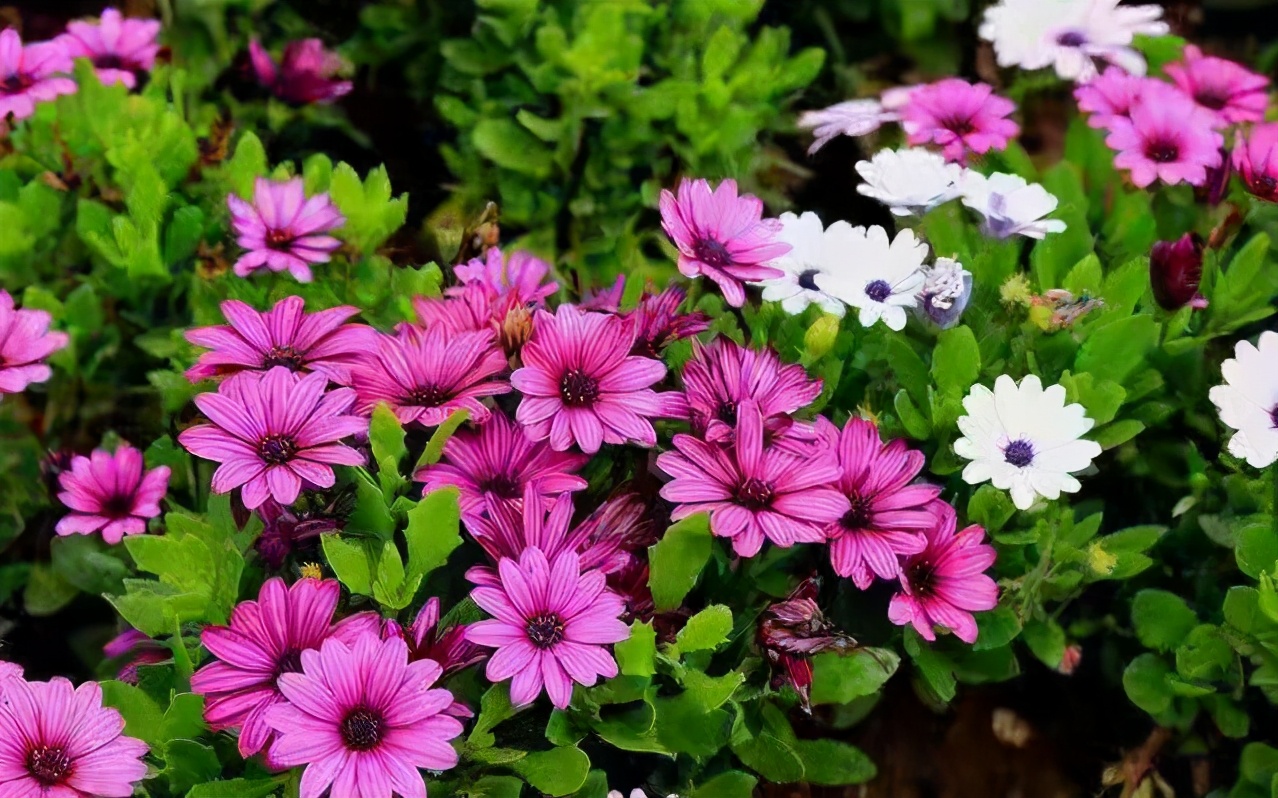 「送你一朵小红花」岁月静好，花开有韵。与花相悦，芳香幽远
