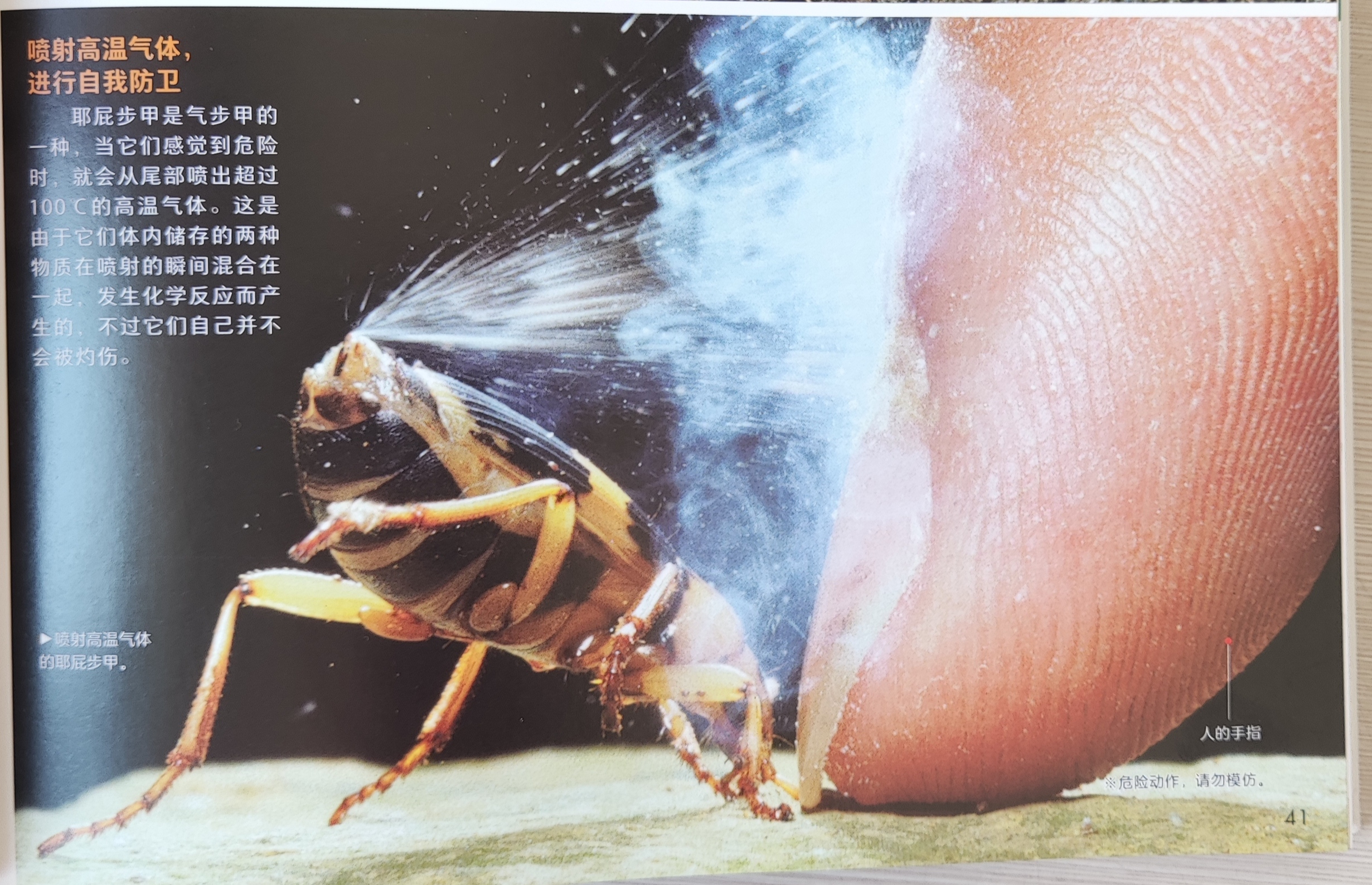 昆虫竟有这么多学问难怪孩子好奇有这本图鉴云逛自然博物馆