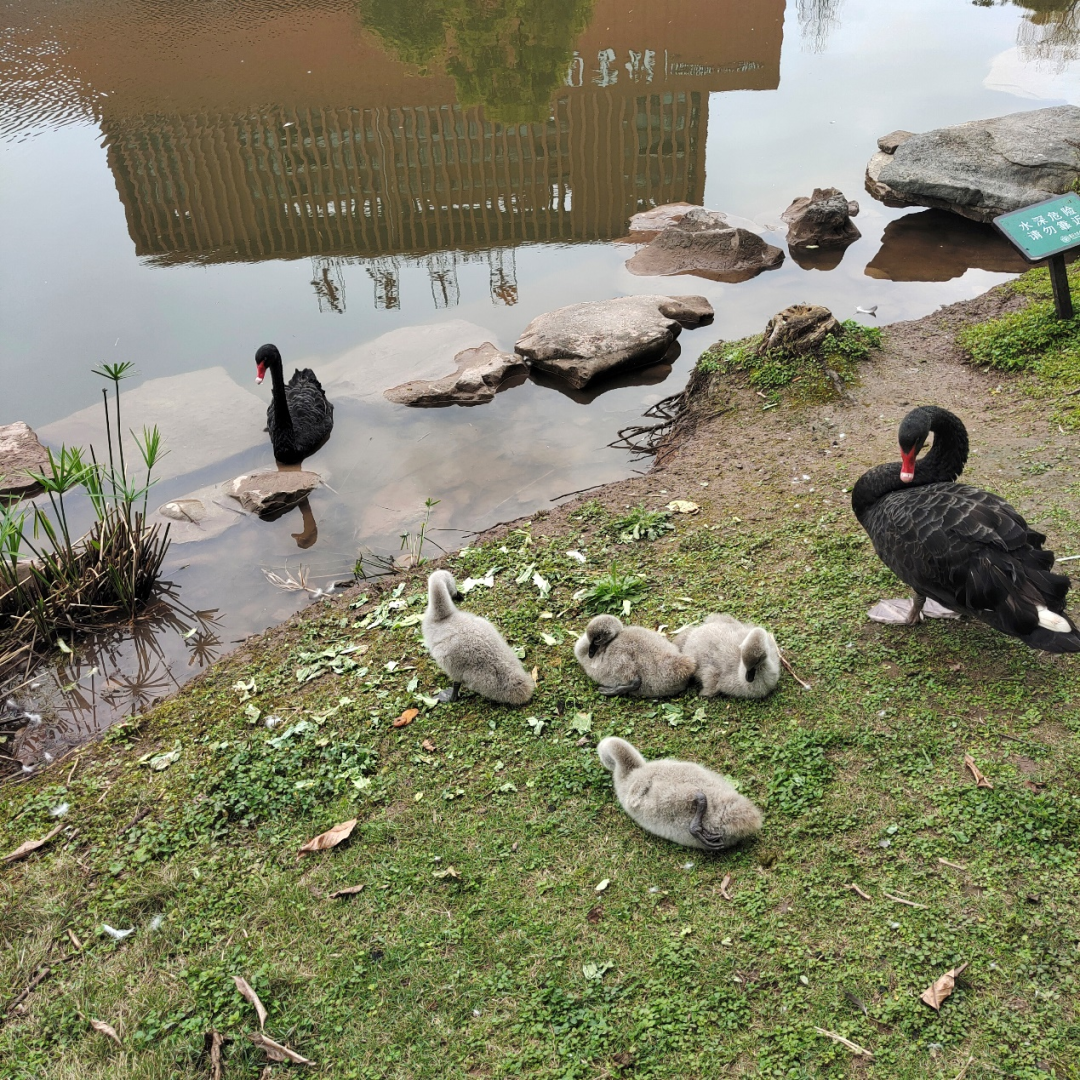 在重庆大学，有你向往的生活！