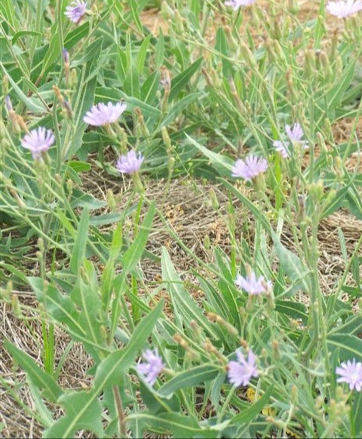 山苦菜简介(山苦菜的植物学特点和主要用途)