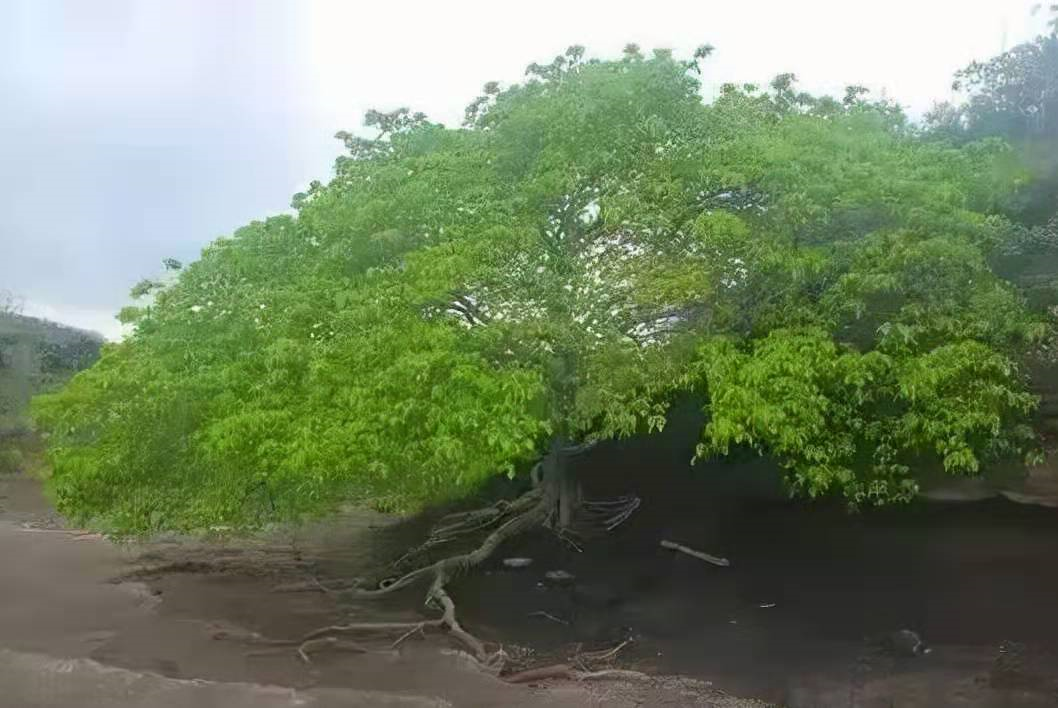 认识植物界的“六大毒树”，看到“绕道走”，涨姿势不吃亏