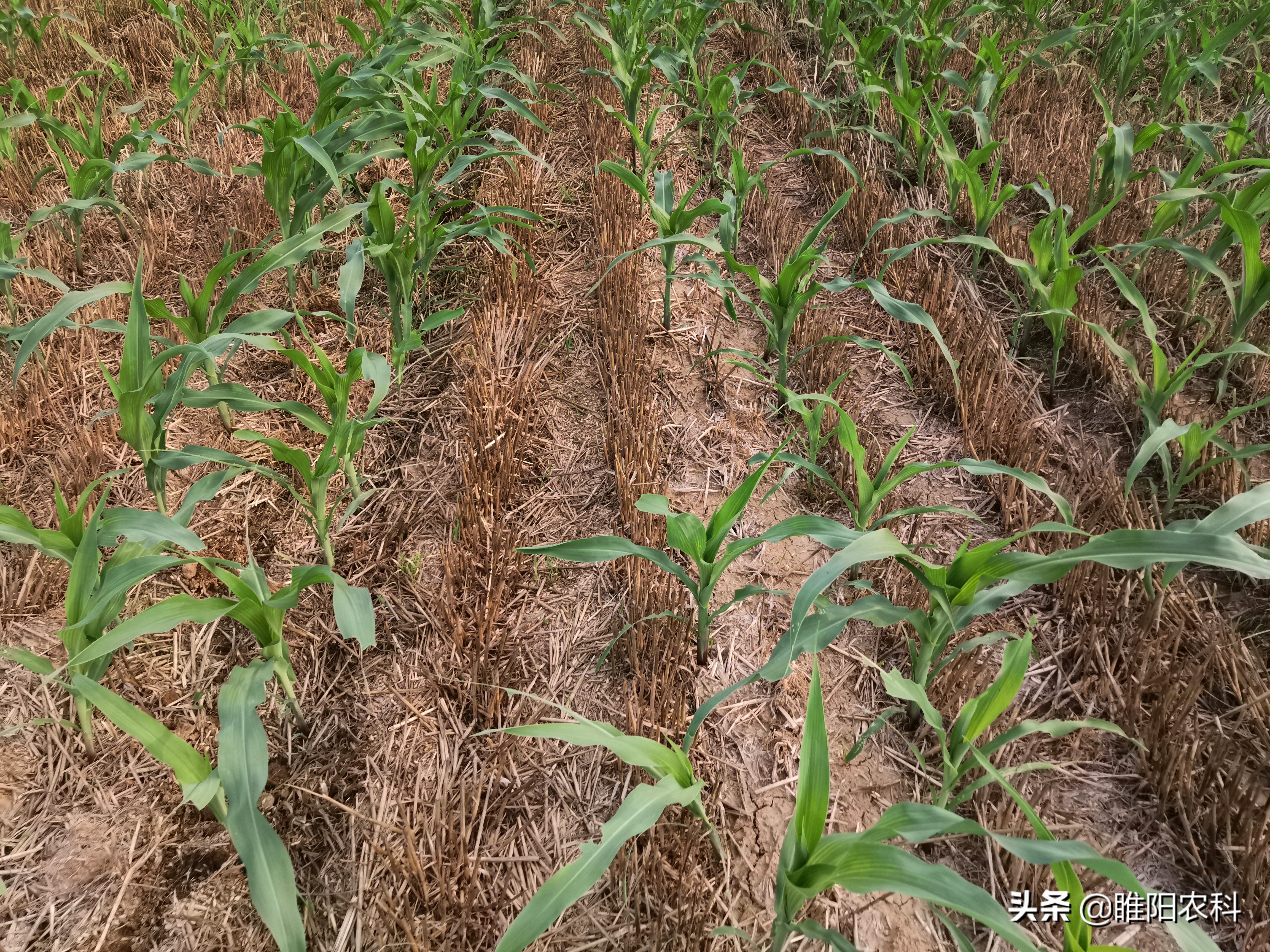 莠去津是用来干嘛的(玉米三个用量最大的除草剂品种)