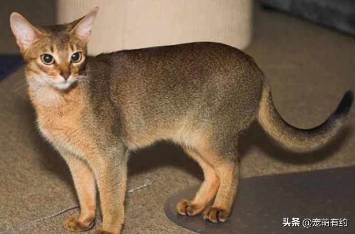 全世界公认的猫中帝王——阿比西尼亚猫，你喜欢吗？