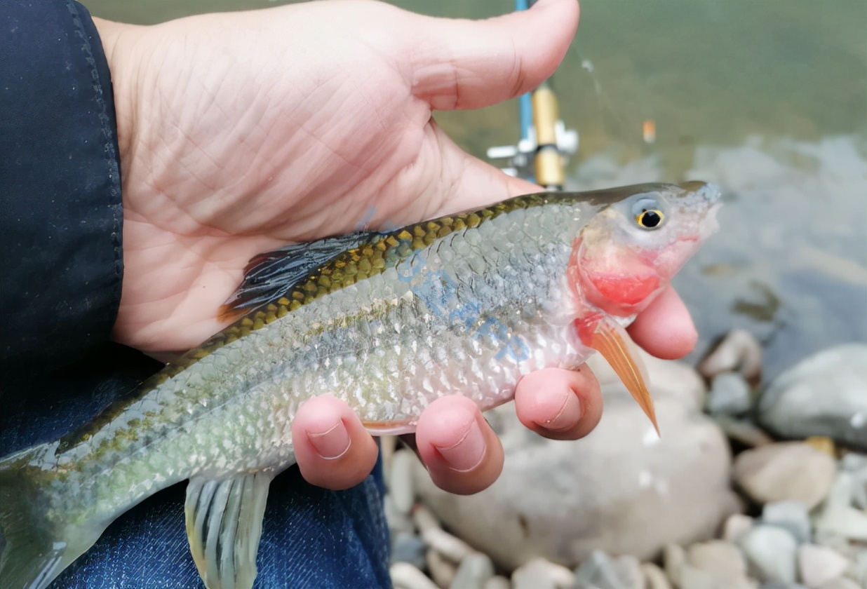石斑鱼多少钱一斤市场报价多少钱