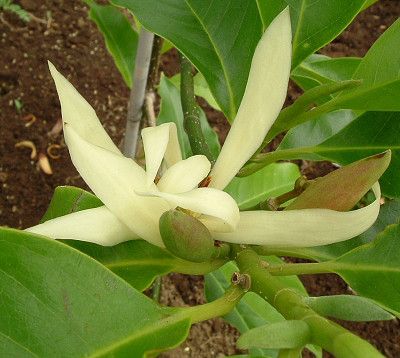 含笑花怎么養,含笑花怎么養護
