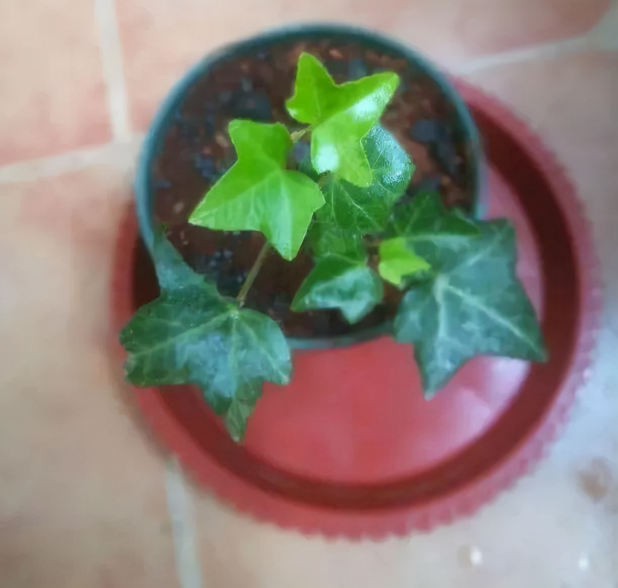 6种花特耐阴,光照不好也能养好,适合北阳台
