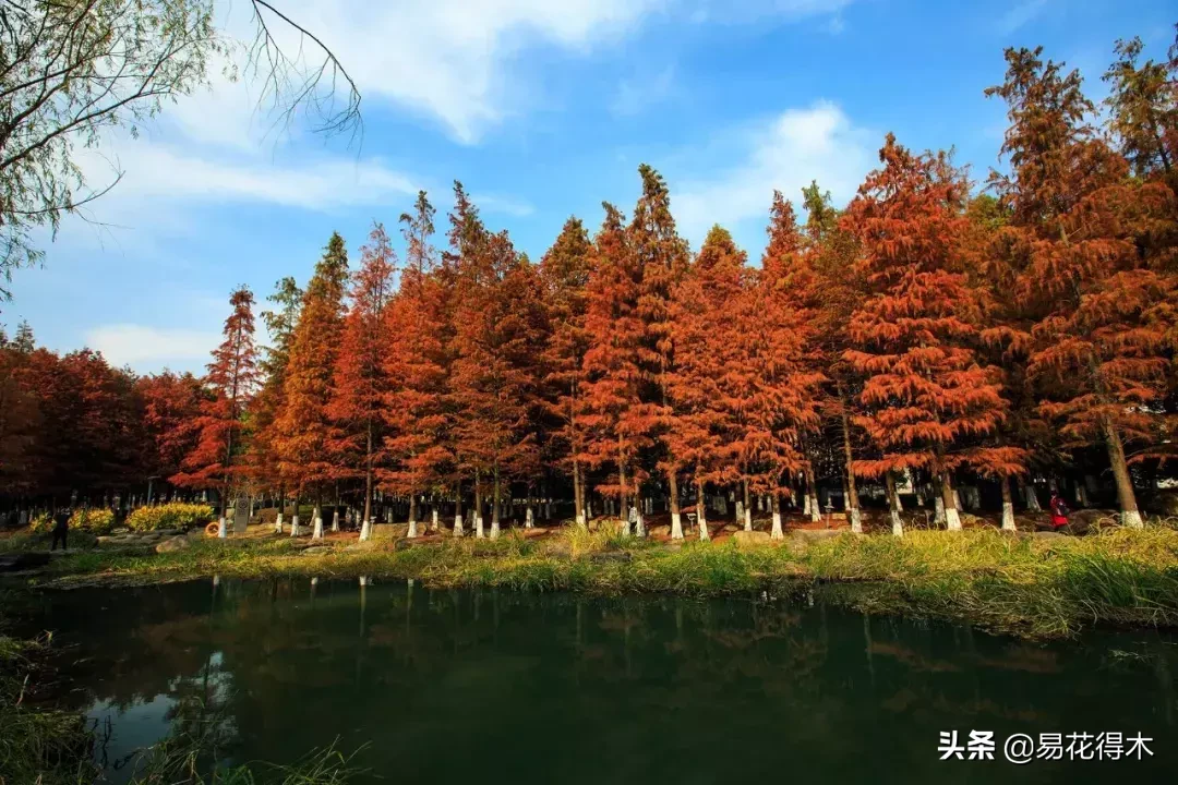 国家一级保护濒危珍稀植物:水杉