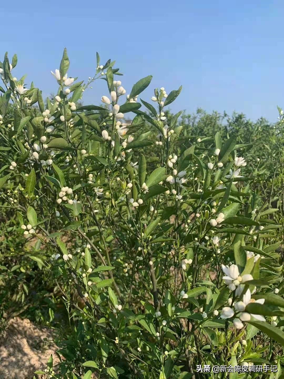 新会陈皮：花蕾才谢，果才挂稳，但“预订柑价”已比去年涨3倍？