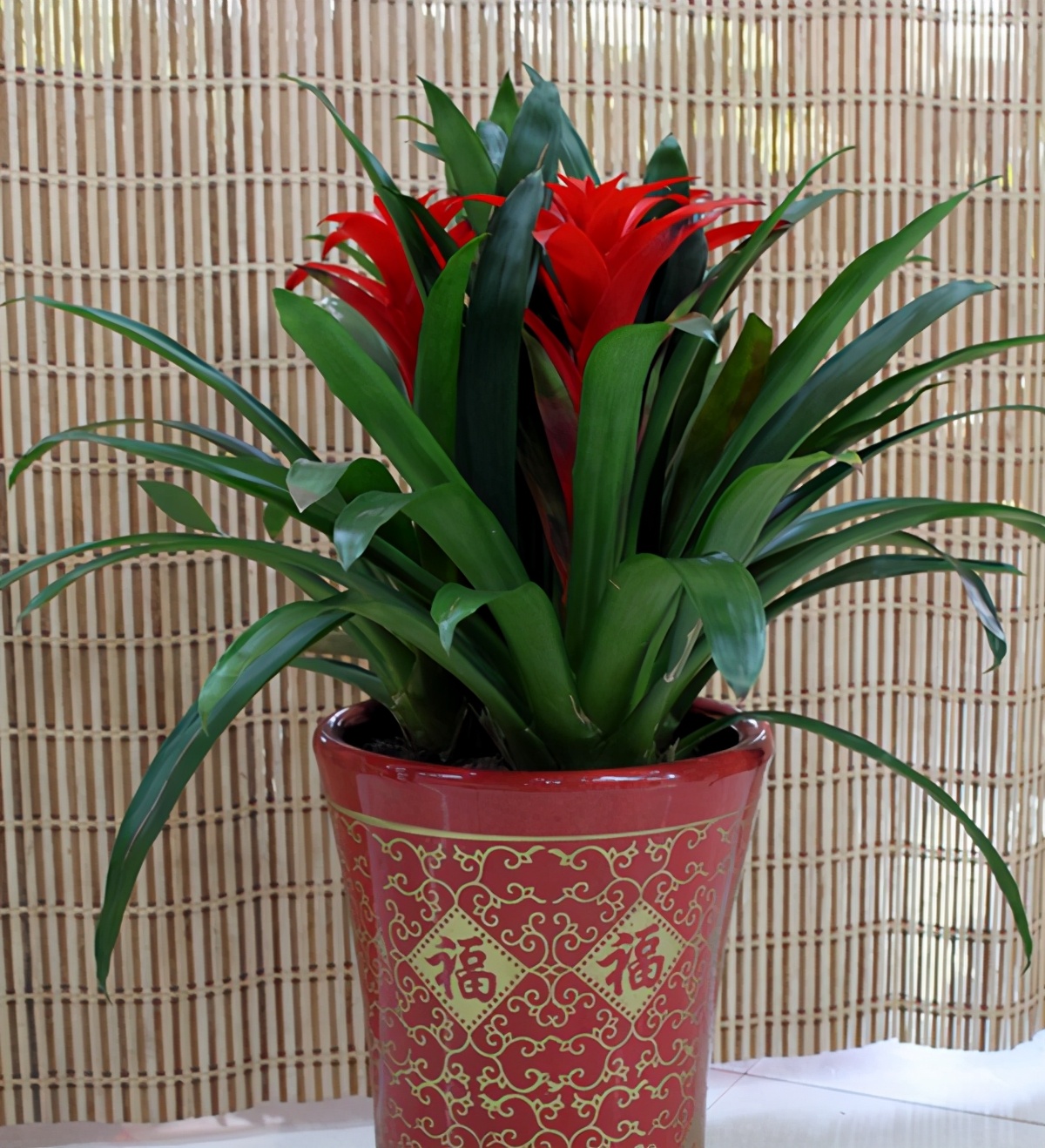 鸿运当头红红火火，花期特别长，新手养护注意这些地方