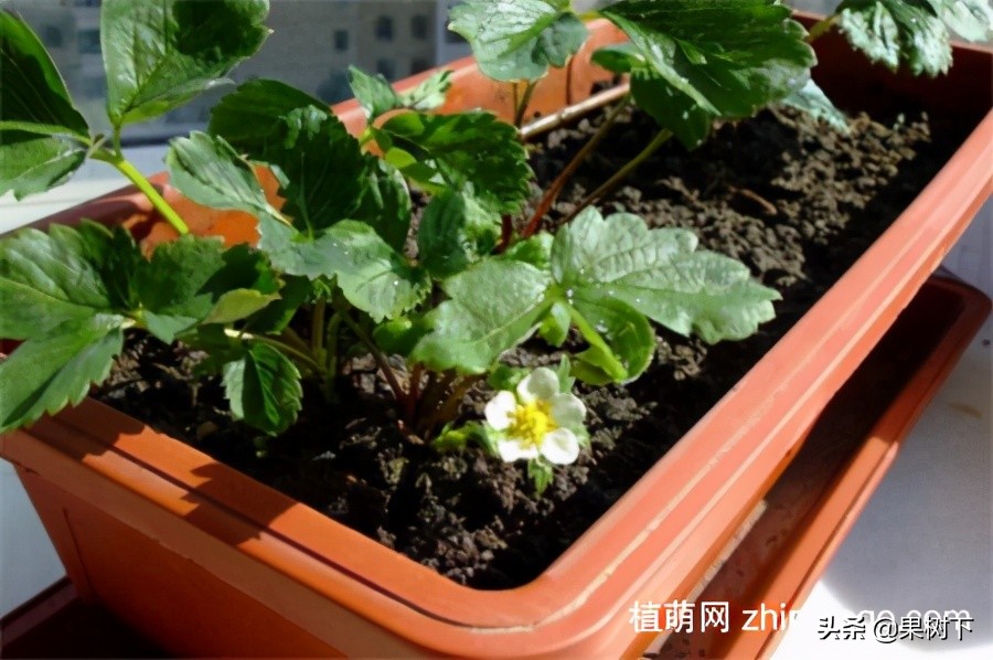 草莓种植季节，草莓什么时候种植比较好