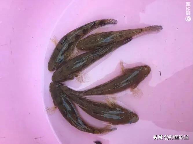 釣友一水塘釣起巨型呆子魚?那是筍殼魚!一般釣魚人根本不懂釣