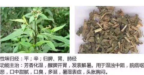 300个中草药图谱（附主治功效），知道一半就太牛了（上）