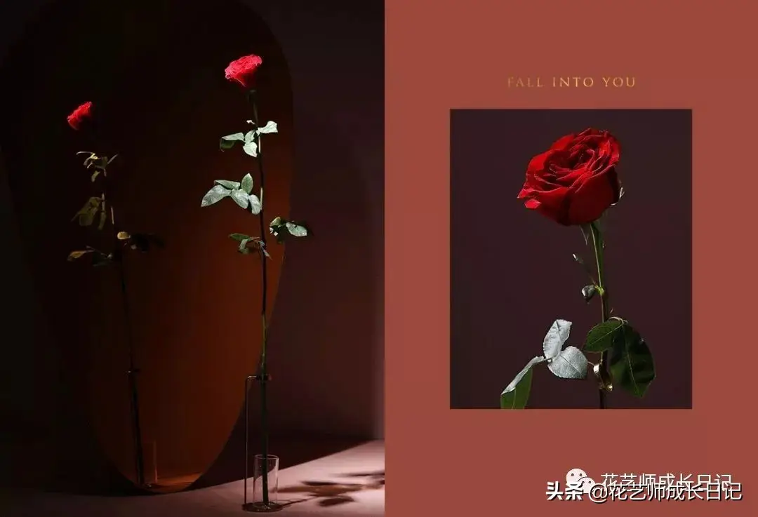 玫瑰数量的含义是什么（玫瑰花数量代表的意义）