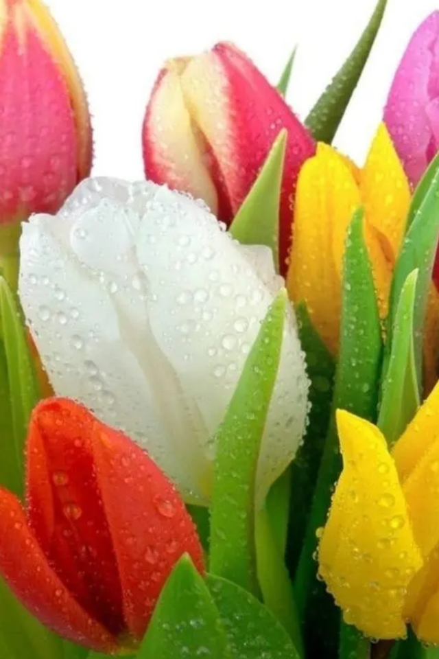 图片风景花草微信头象(手机壁纸和头像) - 赤虎壹号