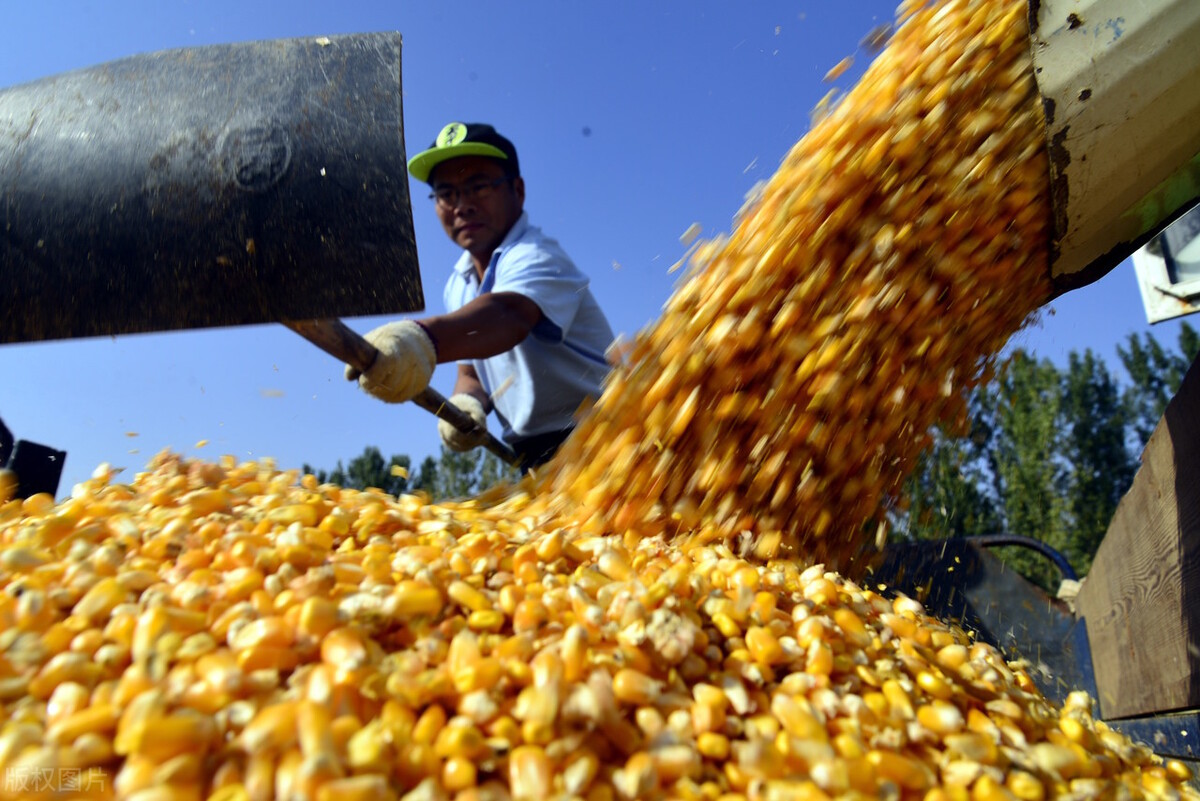 玉米、小麦继续涨价，官方出手，粮价要跌吗？短期不会跌