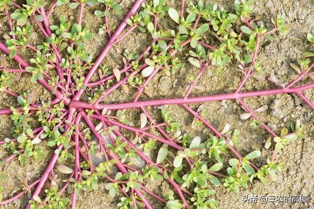 乡野间的“野菜”一年四季都有，但你不一定认识，看你吃过几种？