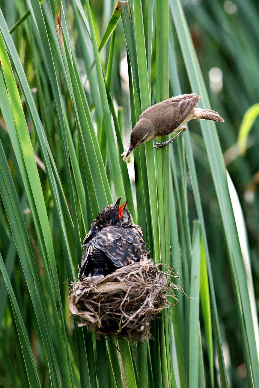 杜鹃鸟不做窝她把蛋下到其他鸟的鸟巢里是吗3