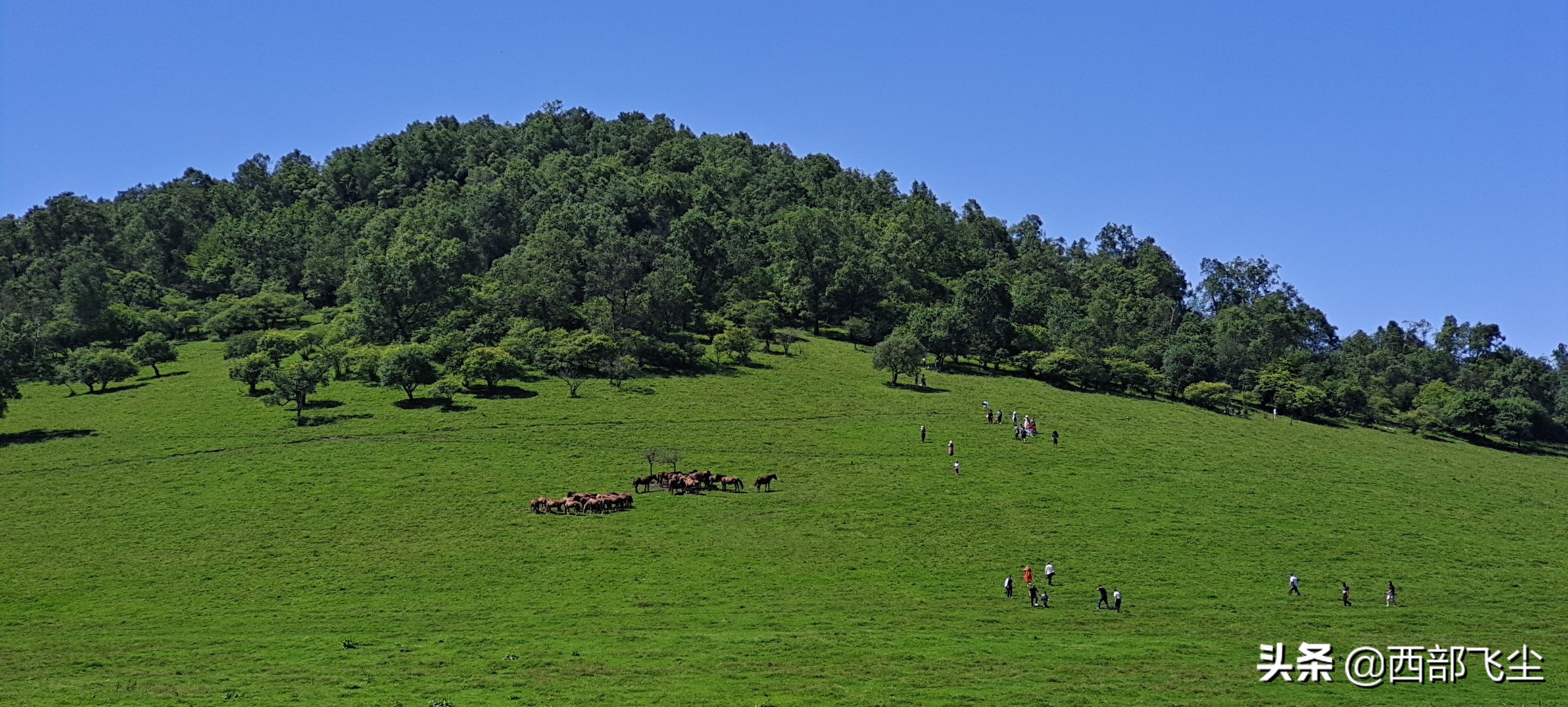 西安出發,不出省大草原清涼怡夏,暑假關山草原週末2日遊