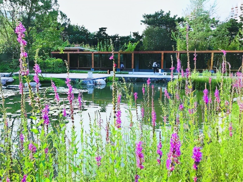 庭院设计师精心总结的15种适合庭院水池栽种的水生植物,建议收藏