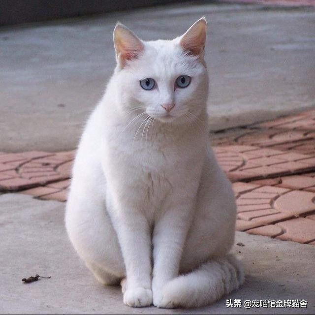 建议十二星座养的猫！有些可能听都没听过