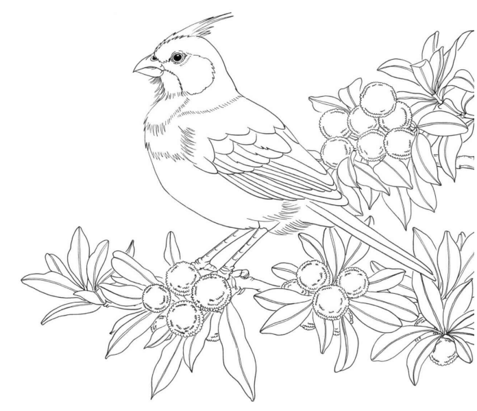 黑白花鸟线描100例第六篇