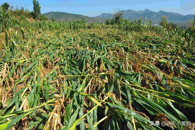 天气预报：“涝不涝，就看八月二十八”，雨水多吗？农谚能预兆