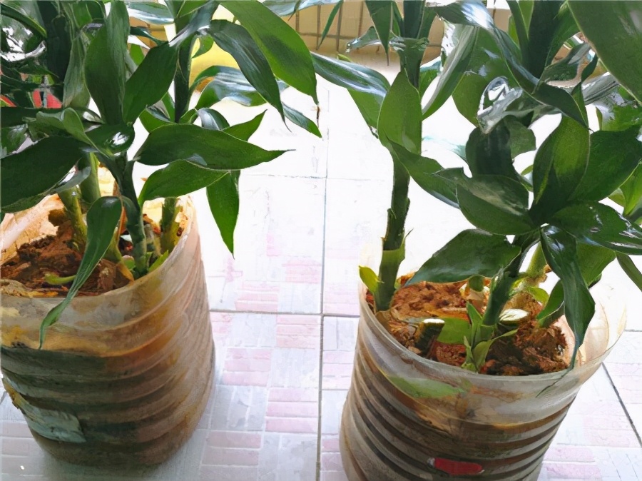 富贵竹水培改土培?用这些方法养护,保准它节节高升