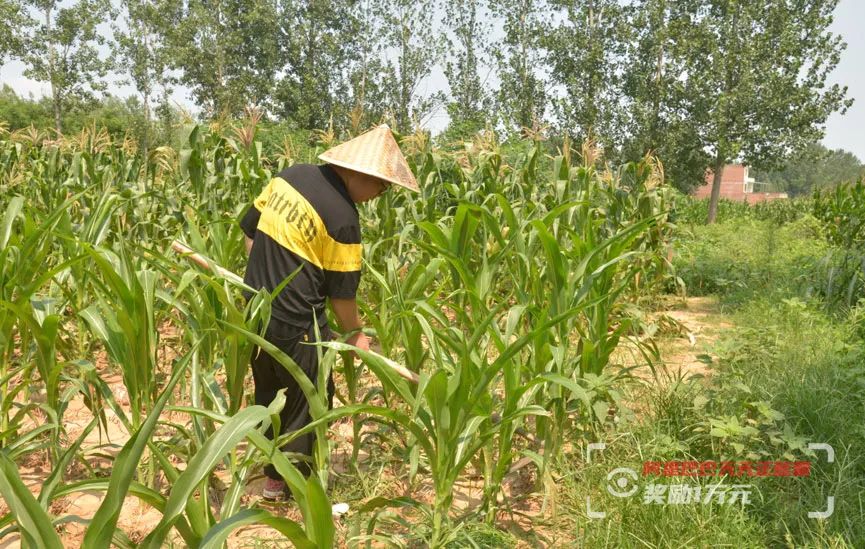 农村娃700分考上清华，花30元喝牛肉汤庆祝，领完通知书下地干活