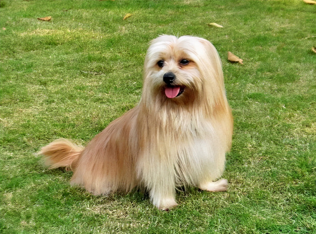 被誉为犬中"美人"的西施犬,饲养要注意什么