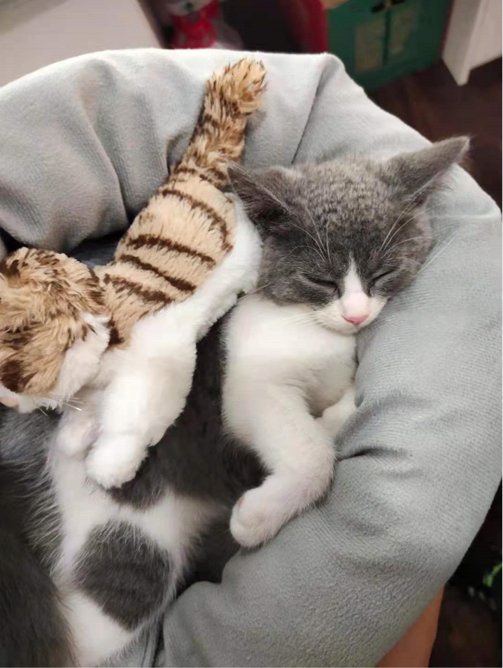 十款适口性好的猫粮推荐
