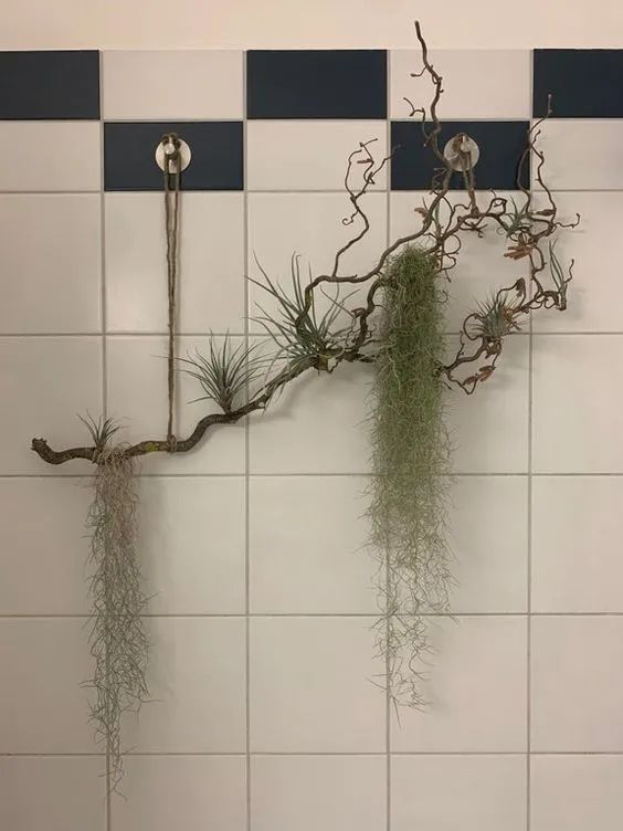 11种适合养在浴室里的观赏植物，养护得当也有机会开花