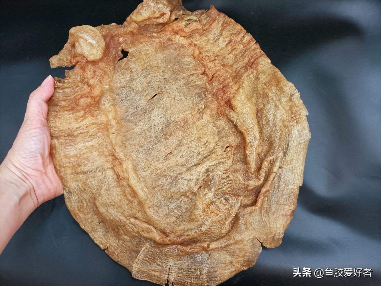 排名第二！房胶竟然比金钱鳘还稀有，原来房胶还有这些独特之处